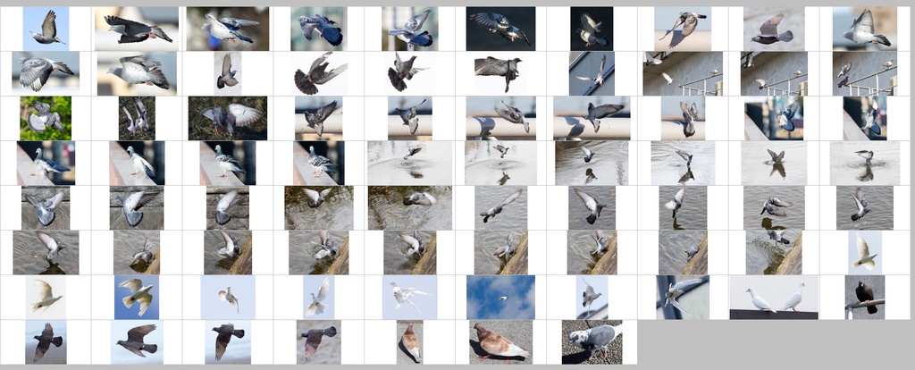 鳥のポーズ・素材集 ハト編