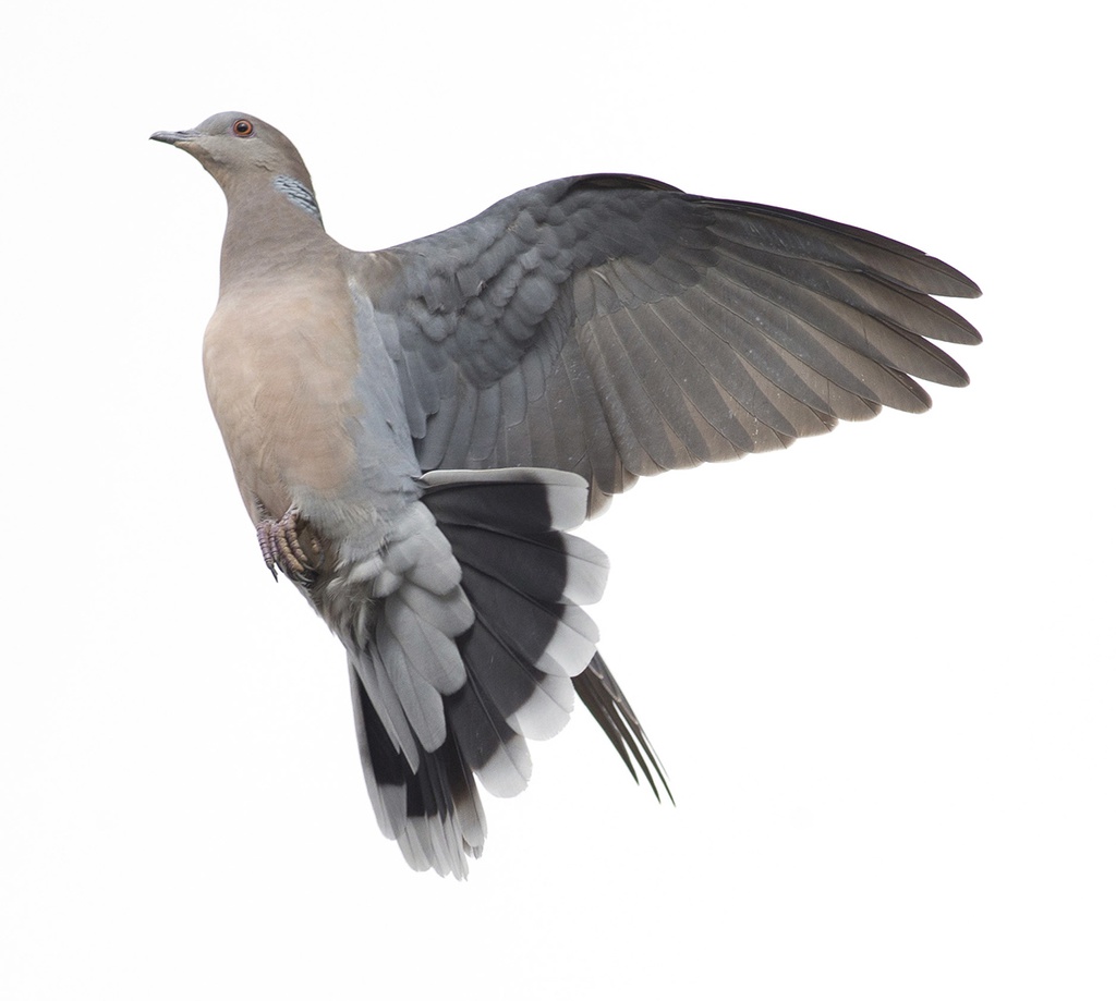 鳥のポーズ・素材集 ハト編