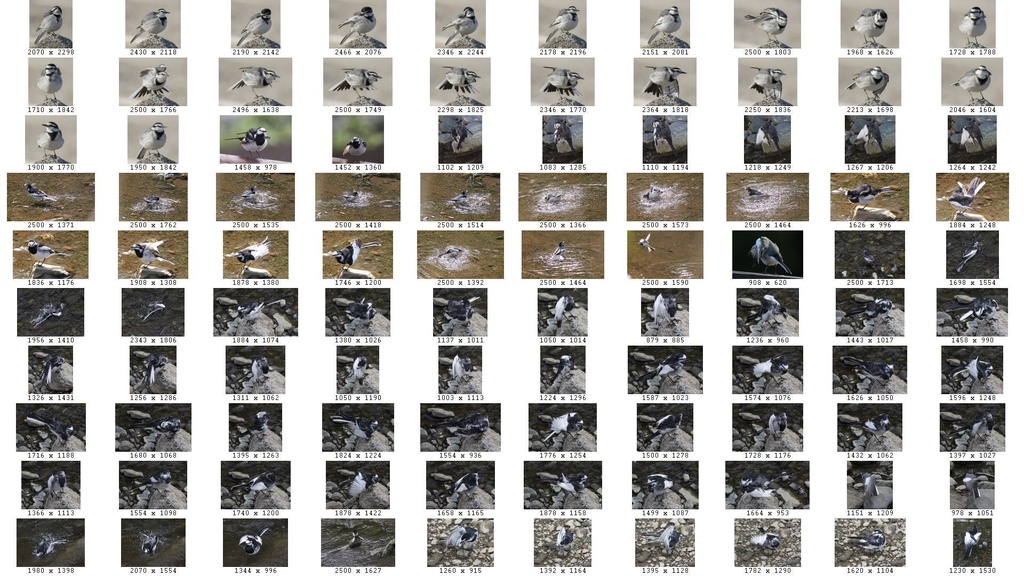 鳥のポーズ・素材集 ハクセキレイ編