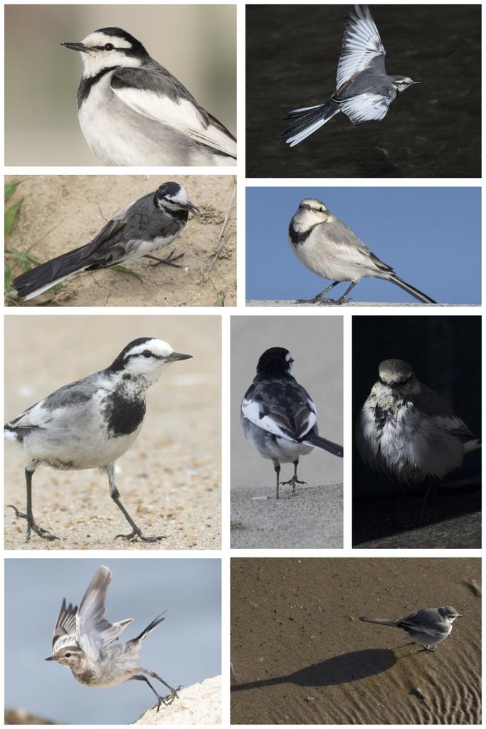 鳥のポーズ・素材集 ハクセキレイ編