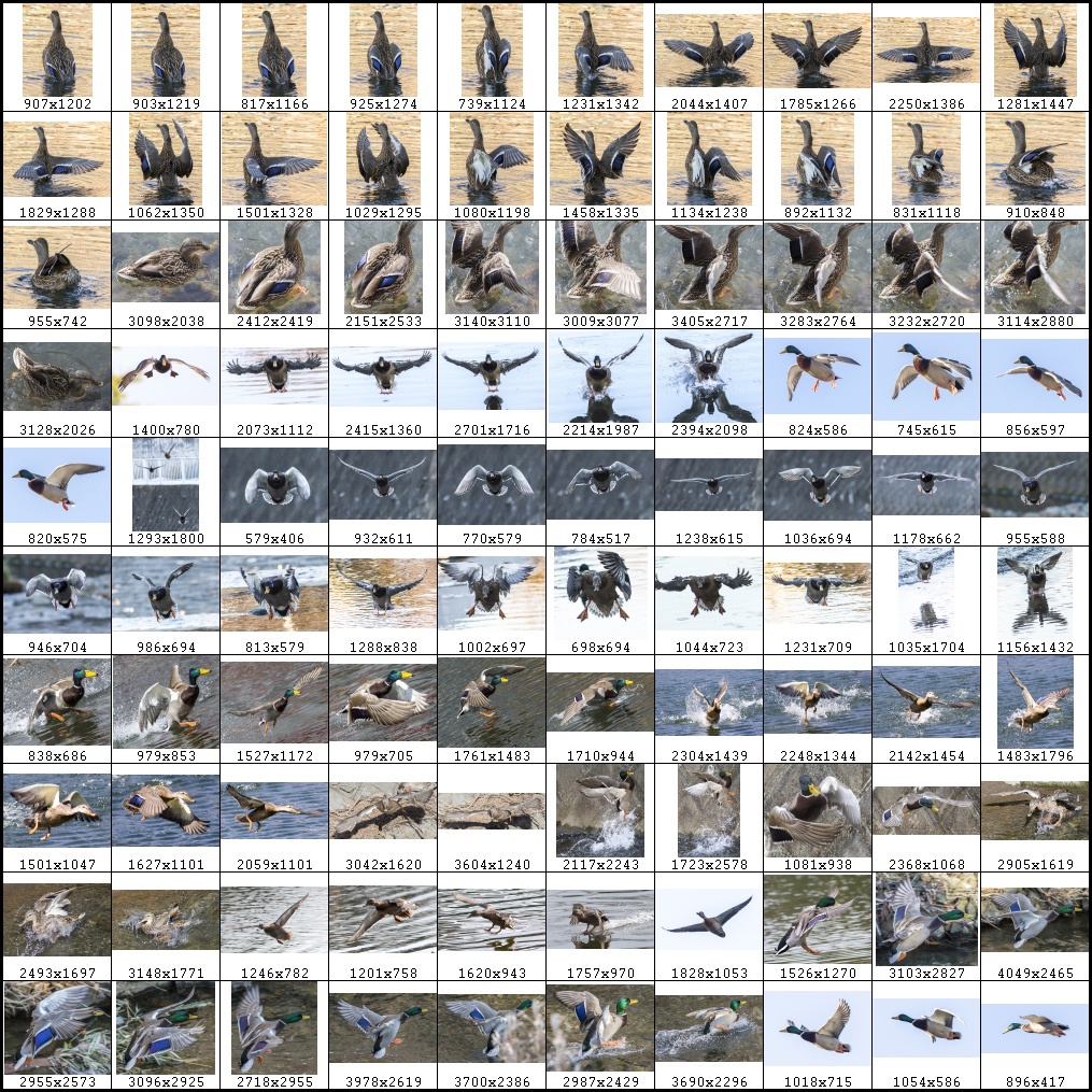 鳥のポーズ・素材集 カモ編