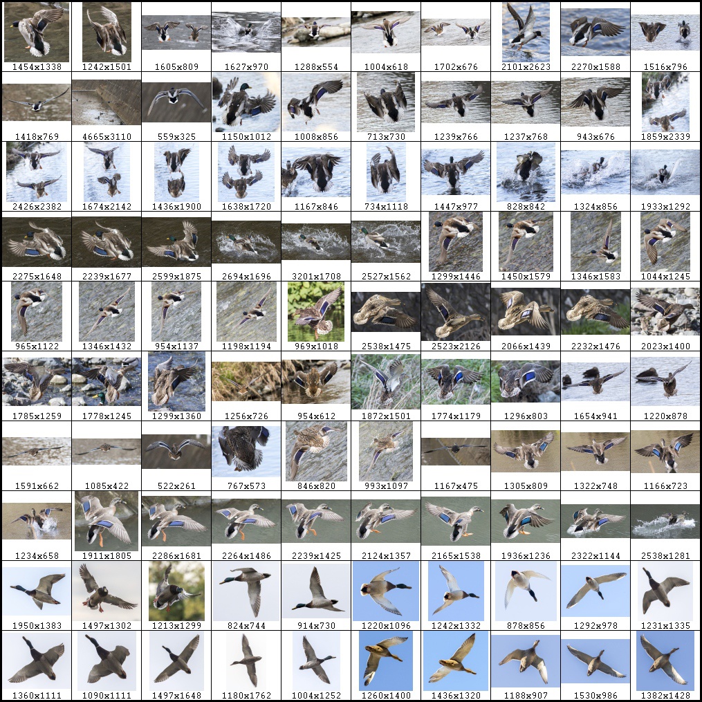 鳥のポーズ・素材集 カモ編