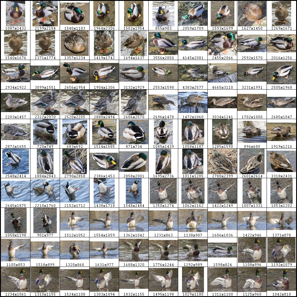 鳥のポーズ・素材集 カモ編