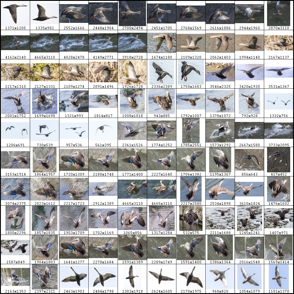 鳥のポーズ・素材集 カモ編