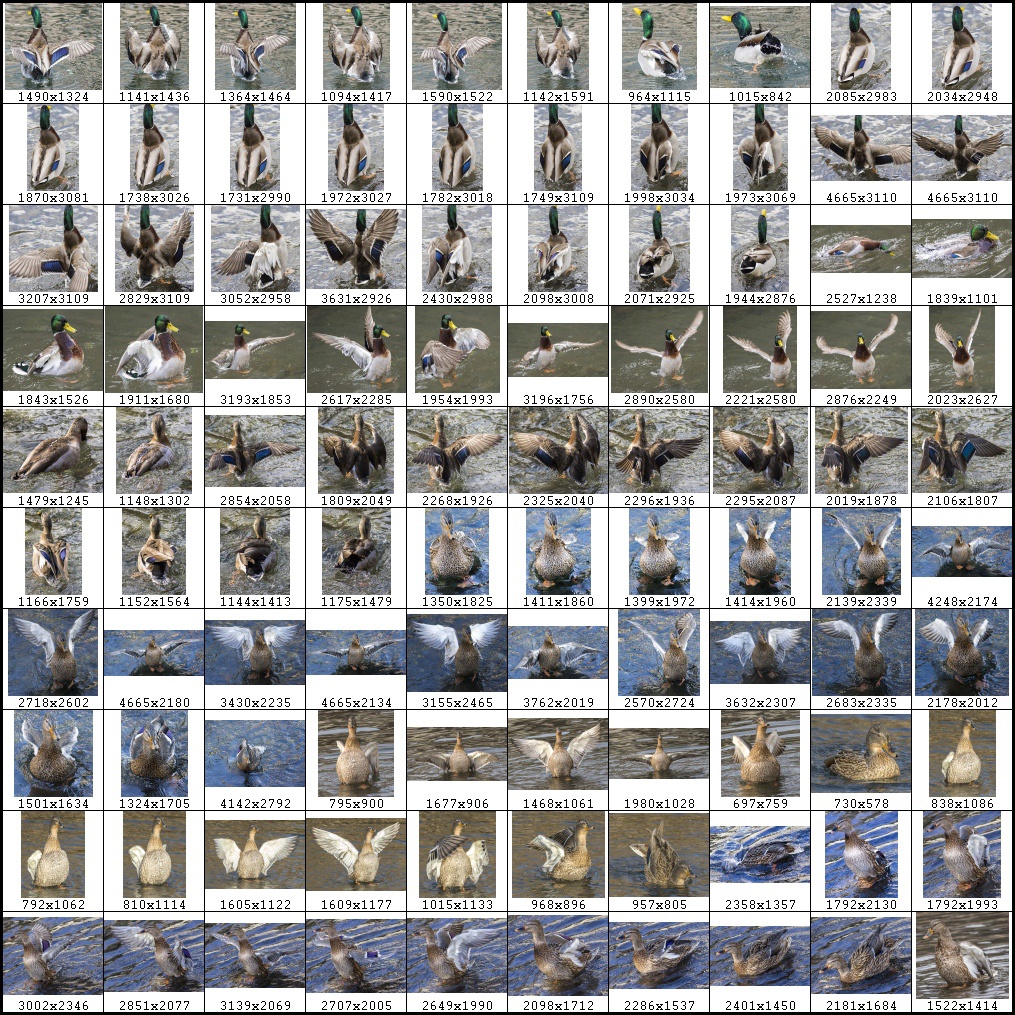 鳥のポーズ・素材集 カモ編