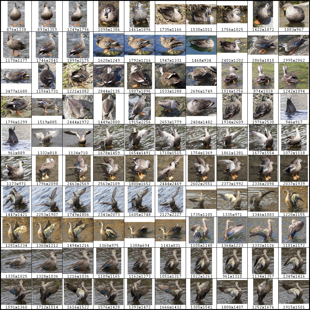 鳥のポーズ・素材集 カモ編