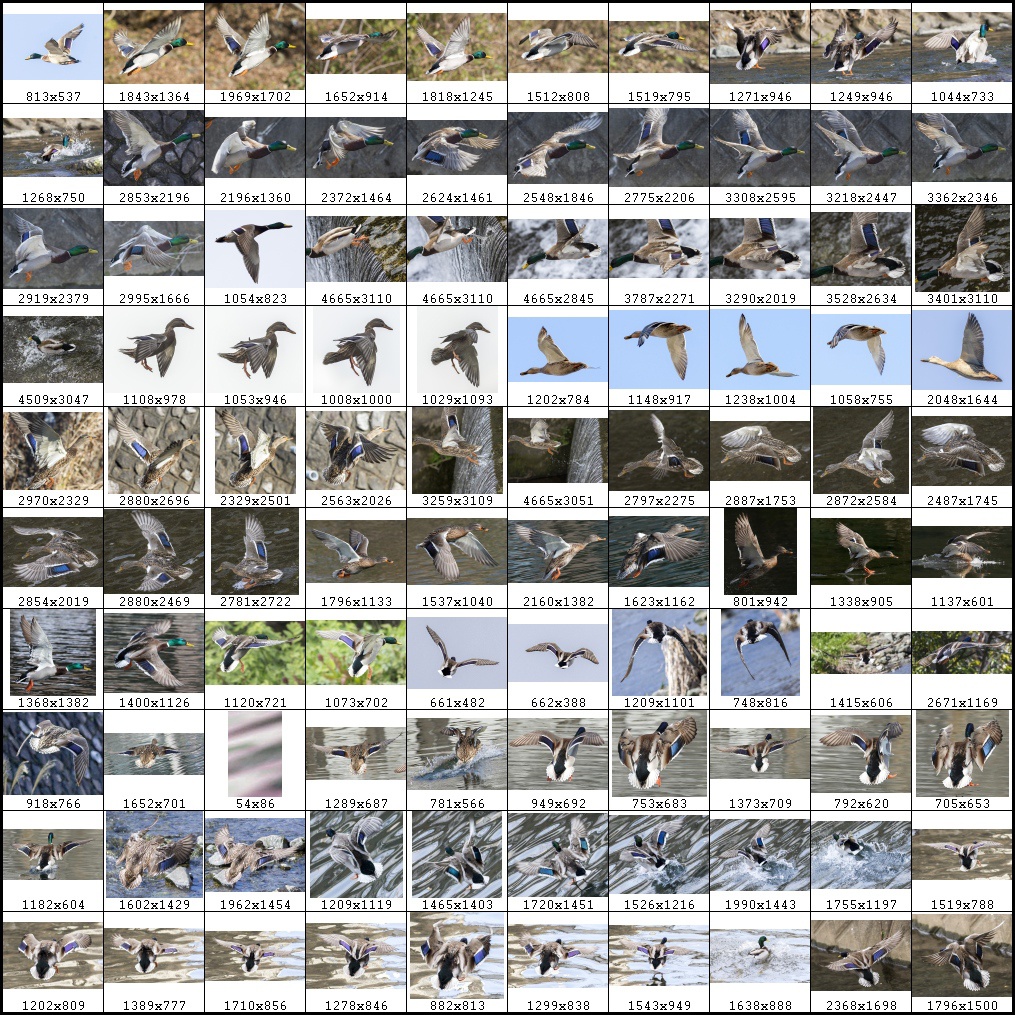 鳥のポーズ・素材集 カモ編