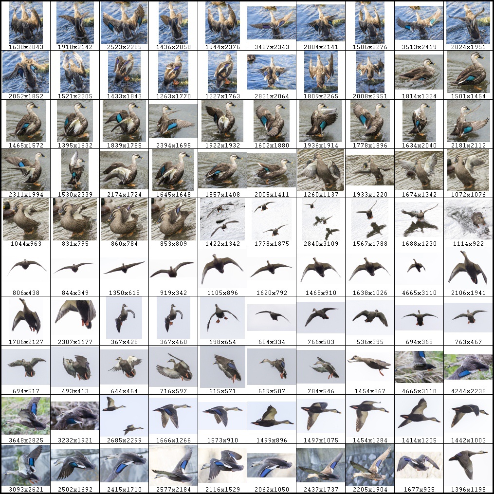 鳥のポーズ・素材集 カモ編