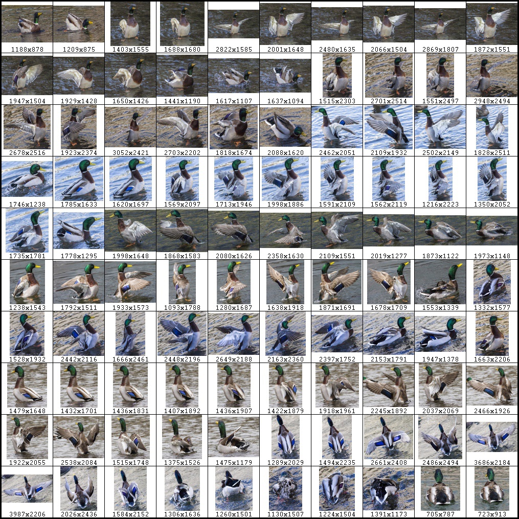 鳥のポーズ・素材集 カモ編