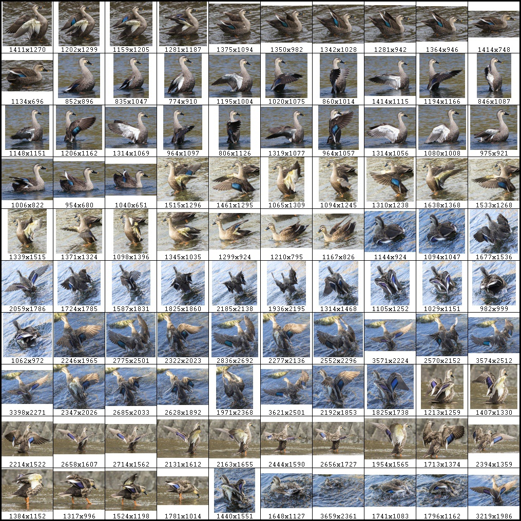 鳥のポーズ・素材集 カモ編