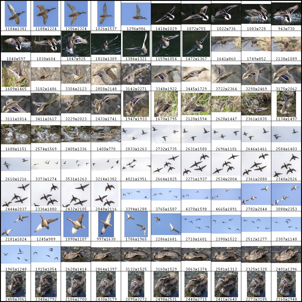 鳥のポーズ・素材集 カモ編