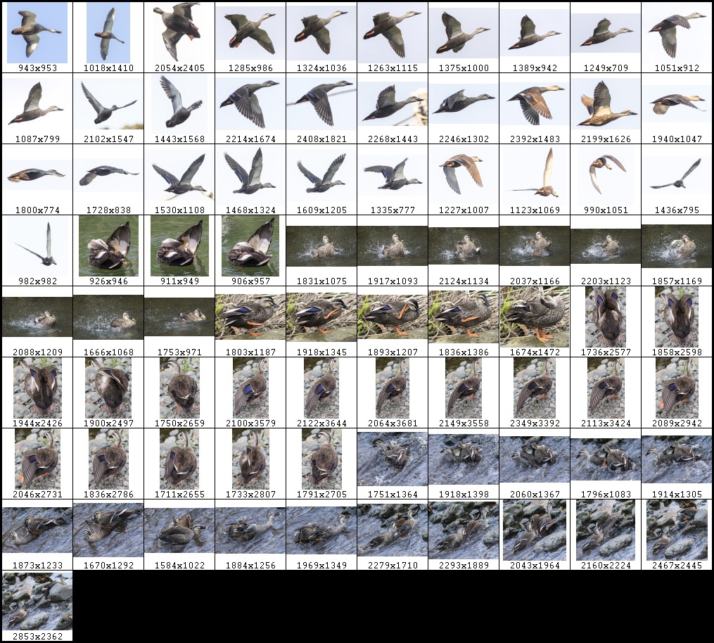 鳥のポーズ・素材集 カモ編
