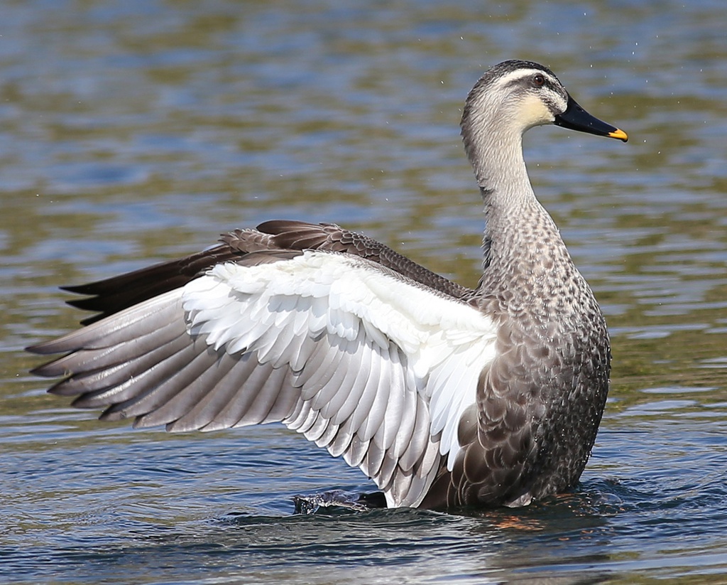 鳥のポーズ・素材集 カモ編