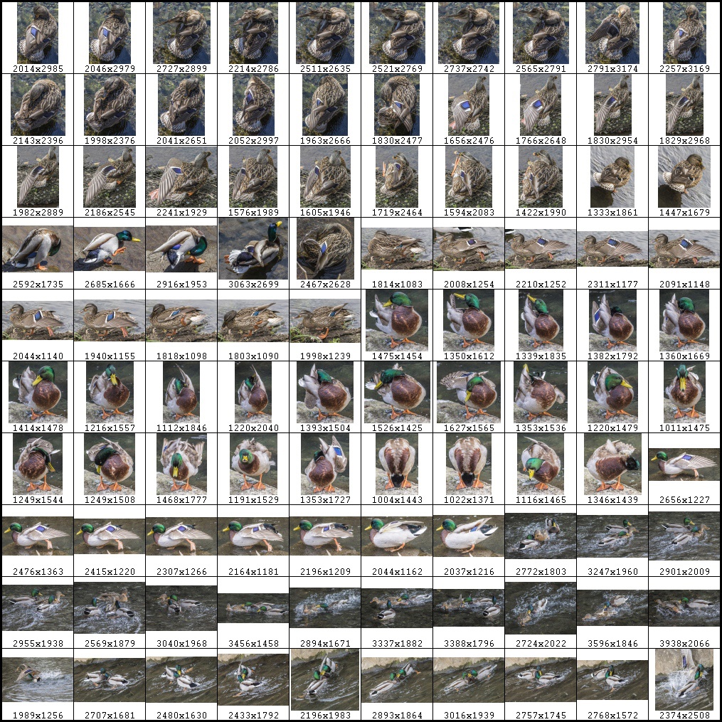 鳥のポーズ・素材集 カモ編