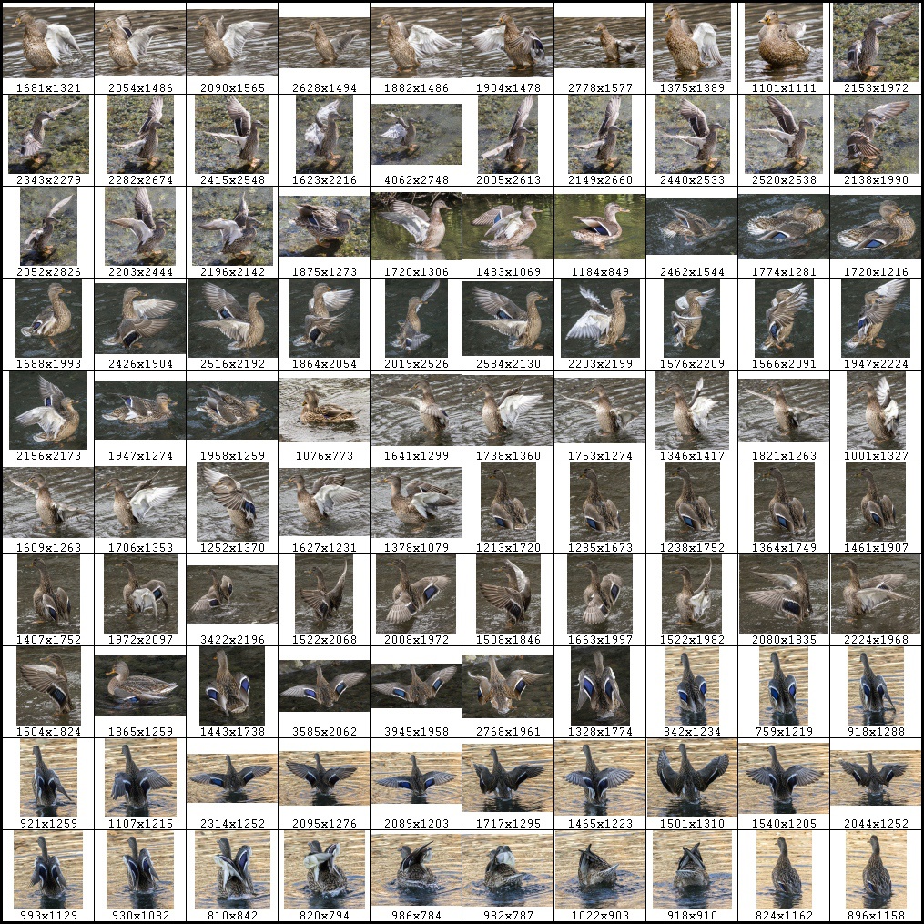 鳥のポーズ・素材集 カモ編