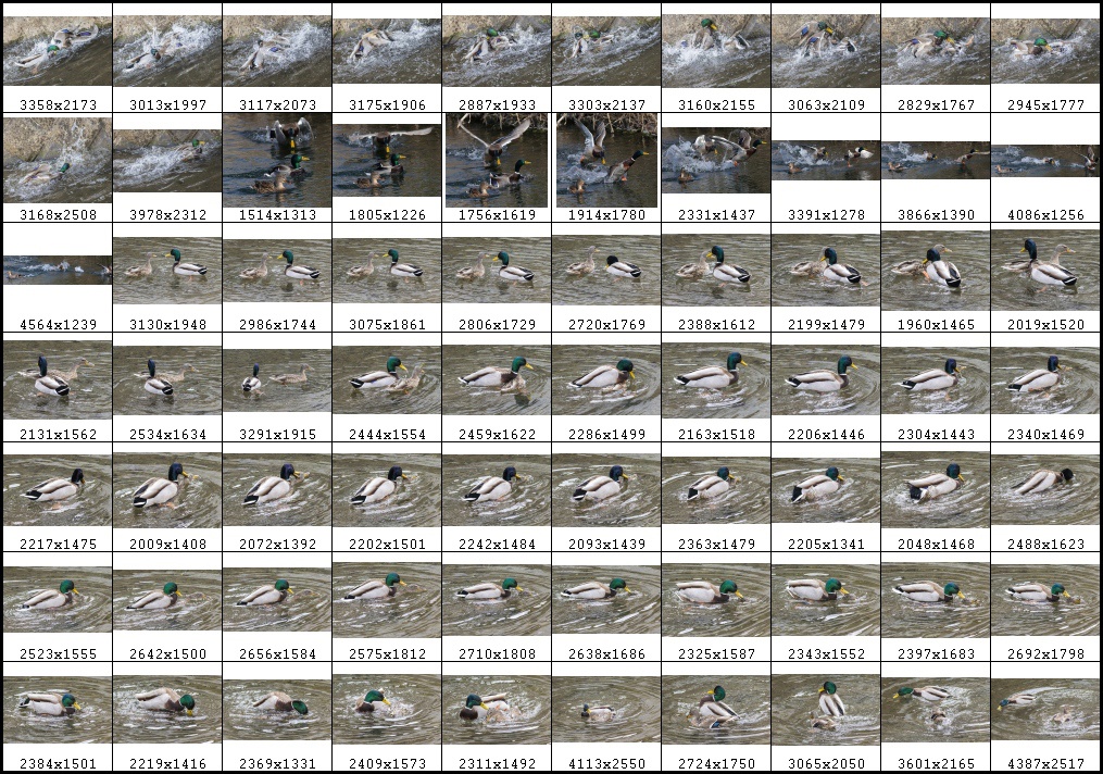 鳥のポーズ・素材集 カモ編