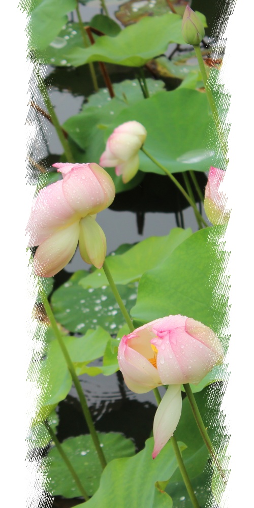 CoCシナリオ「母胎怪奇」