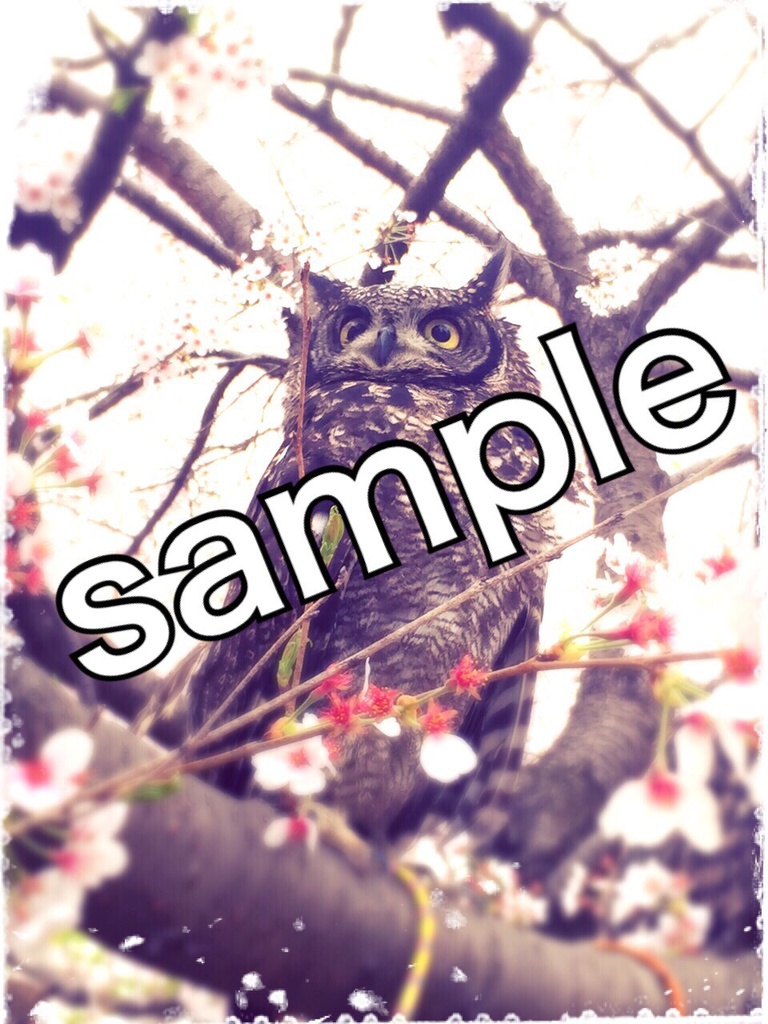 アフリカワシミミズク桜