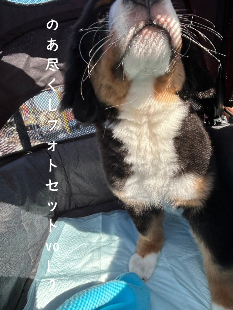 のあ尽くしフォトセット vol.2