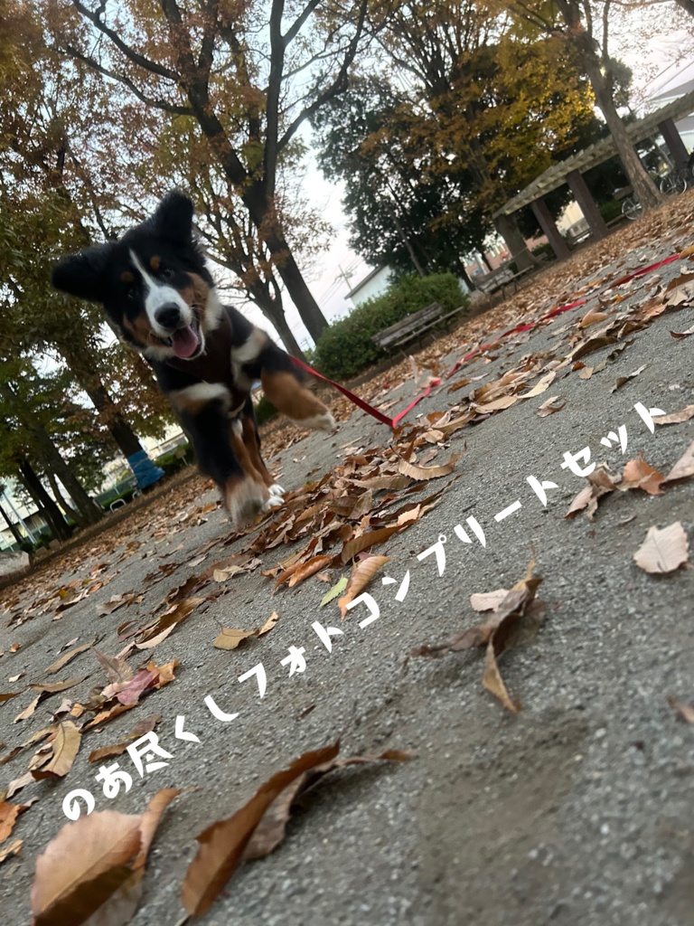 のあ尽くしコンプリート版 + おまけ10枚