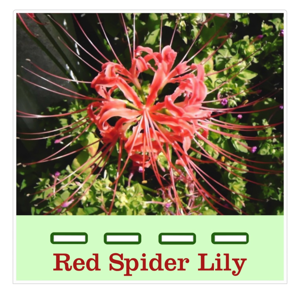 ヒガンバナのアクリルスマホスタンド