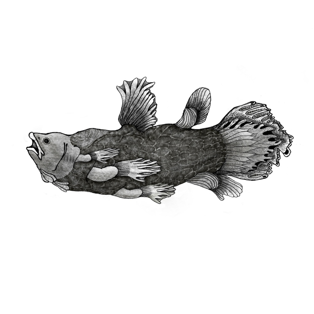 しーらかんすー