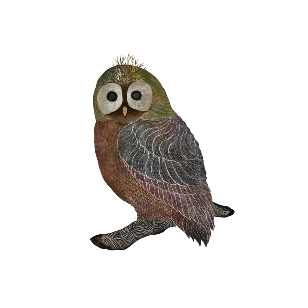 Tawny owl カラー