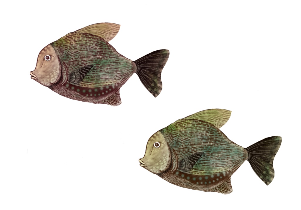 優雅に泳いで。