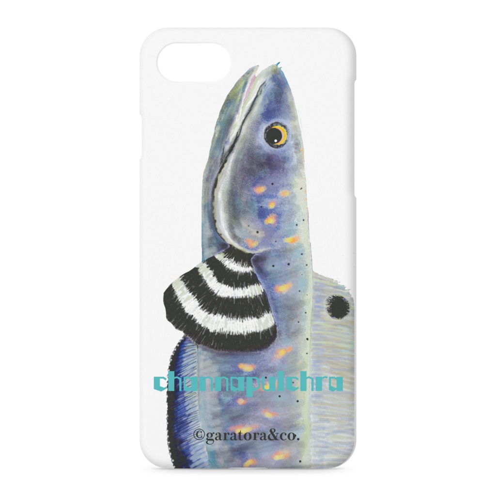 garatoraアクアシリーズ「channapulchra」