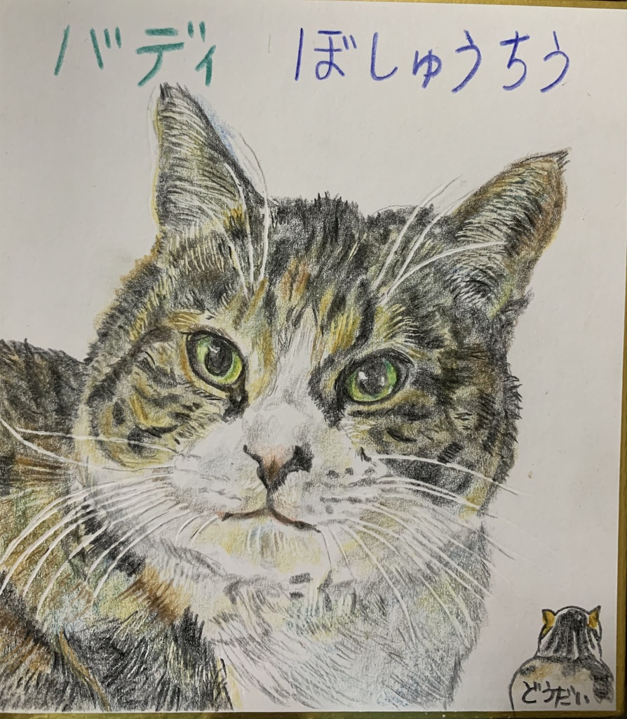 ぼしゅうちうねこのえ　902