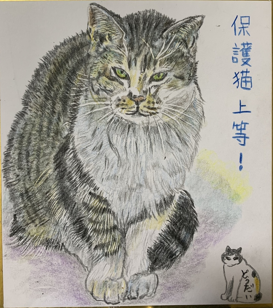こんにちわねこのえ　905