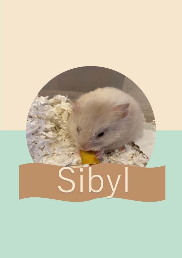  Sibyl
