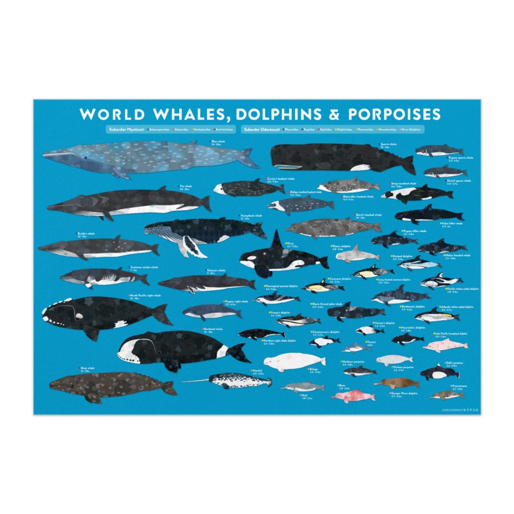 世界のクジラとイルカ　English ver. Poster
