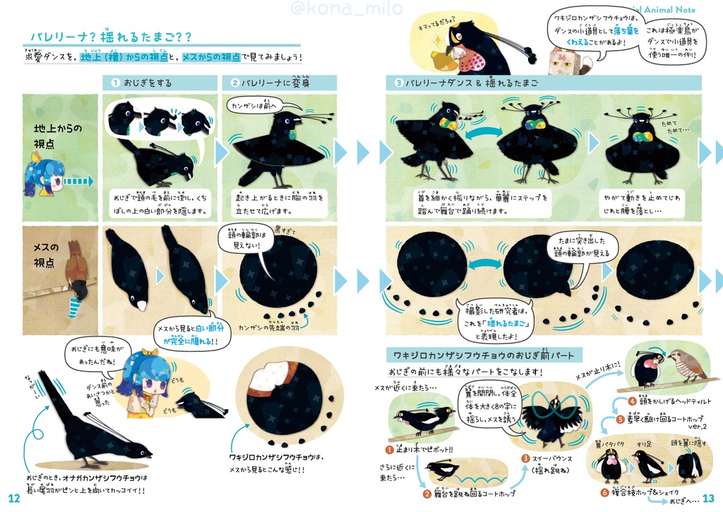 サナのいきものひみつノート②「カンザシフウチョウ&極楽鳥」