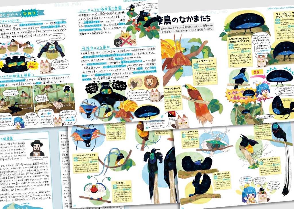 サナのいきものひみつノート②「カンザシフウチョウ&極楽鳥」