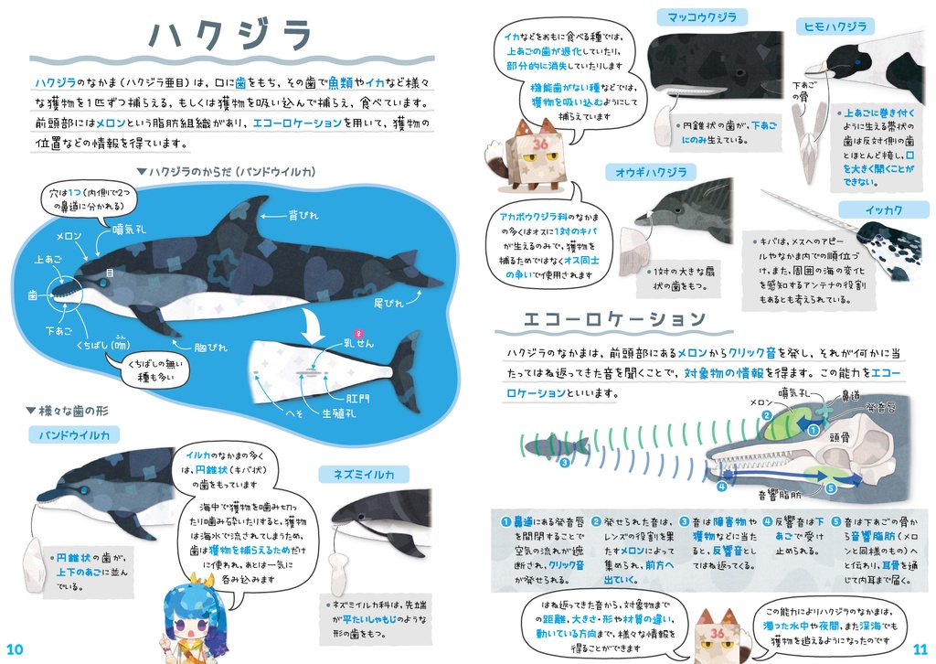 クジラ & イルカ 全種図鑑〈サナのいきものひみつノートADVANCE〉