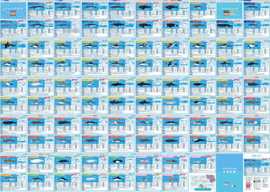 クジラ & イルカ 全種図鑑〈サナのいきものひみつノートADVANCE〉