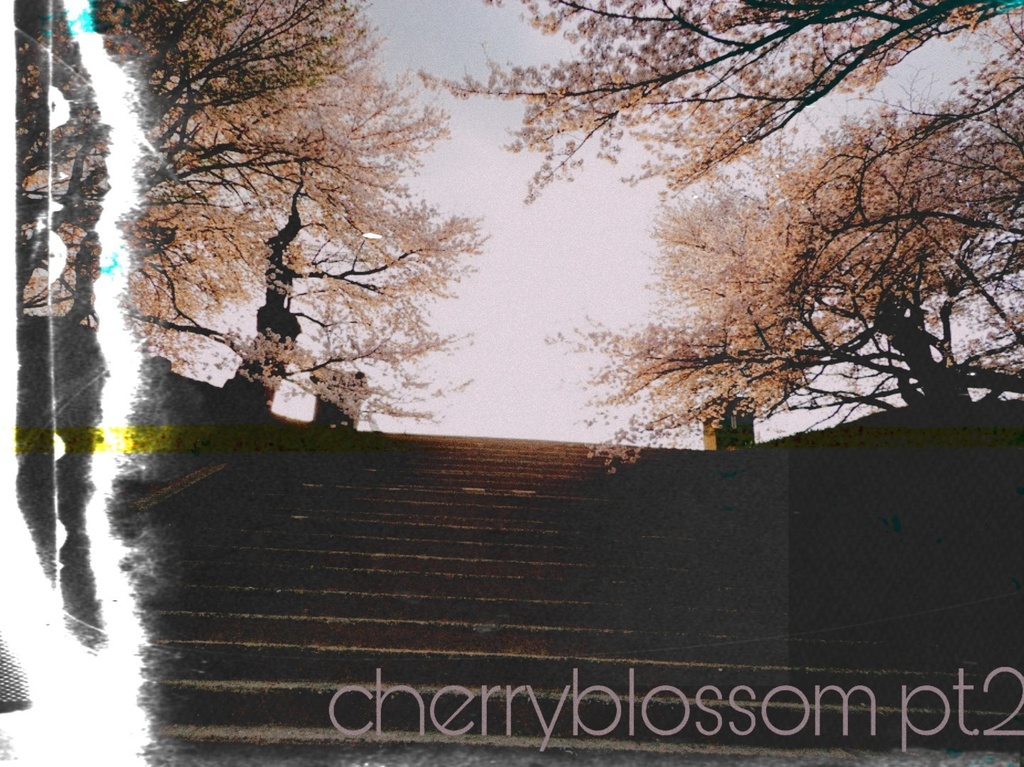cherry blossom
