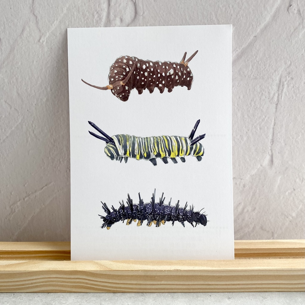 ポストカード【幼虫 × 鉱物】①
