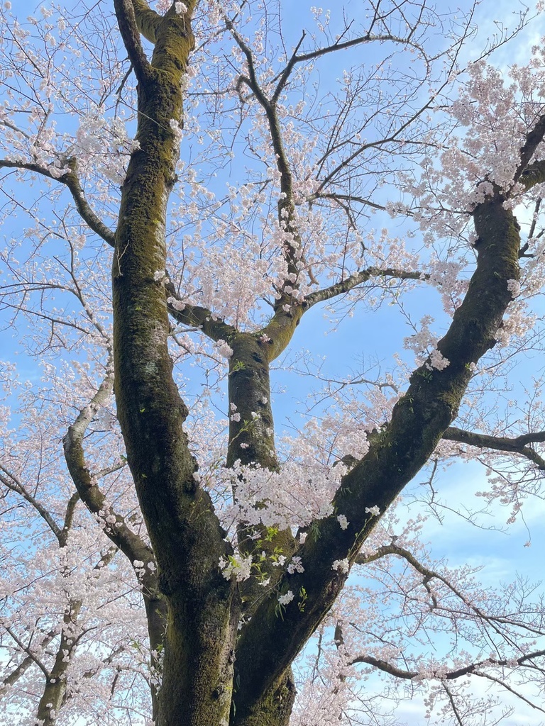 桜・城の写真集