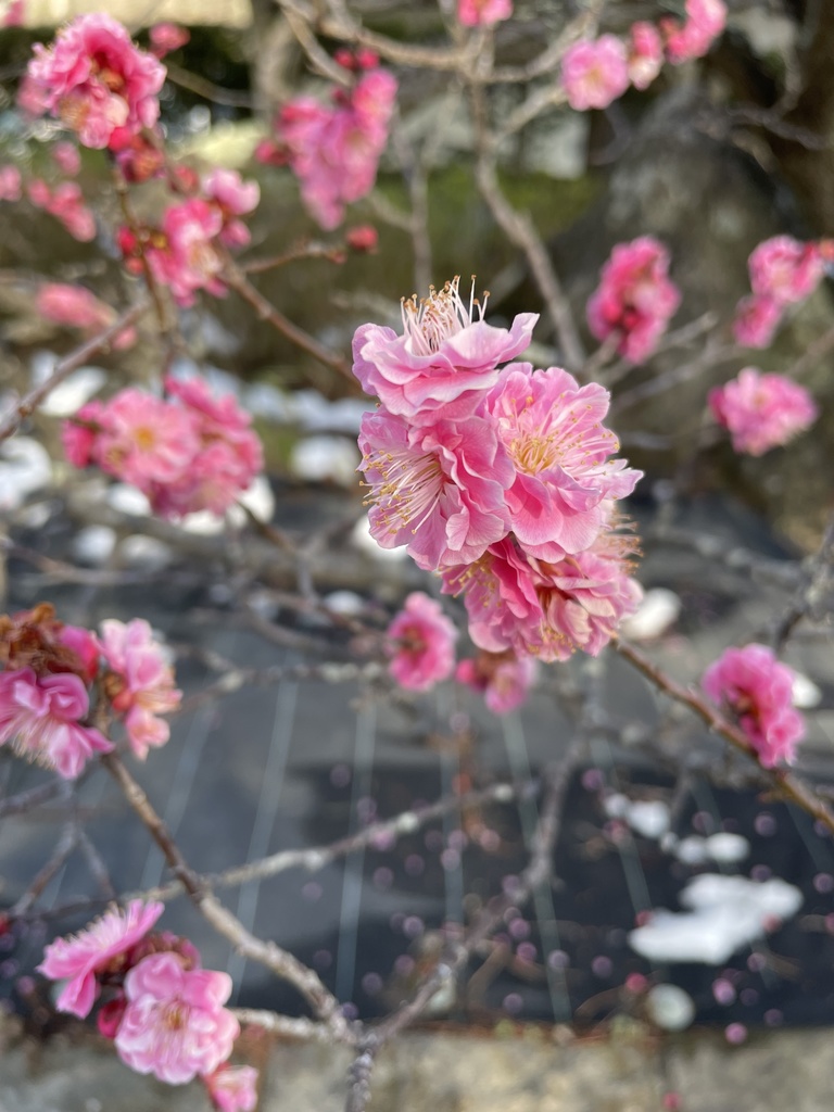 写真集『梅・椿・茶梅』