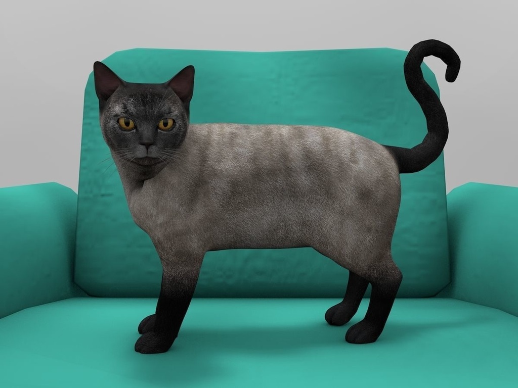Burmese Cat Rigged