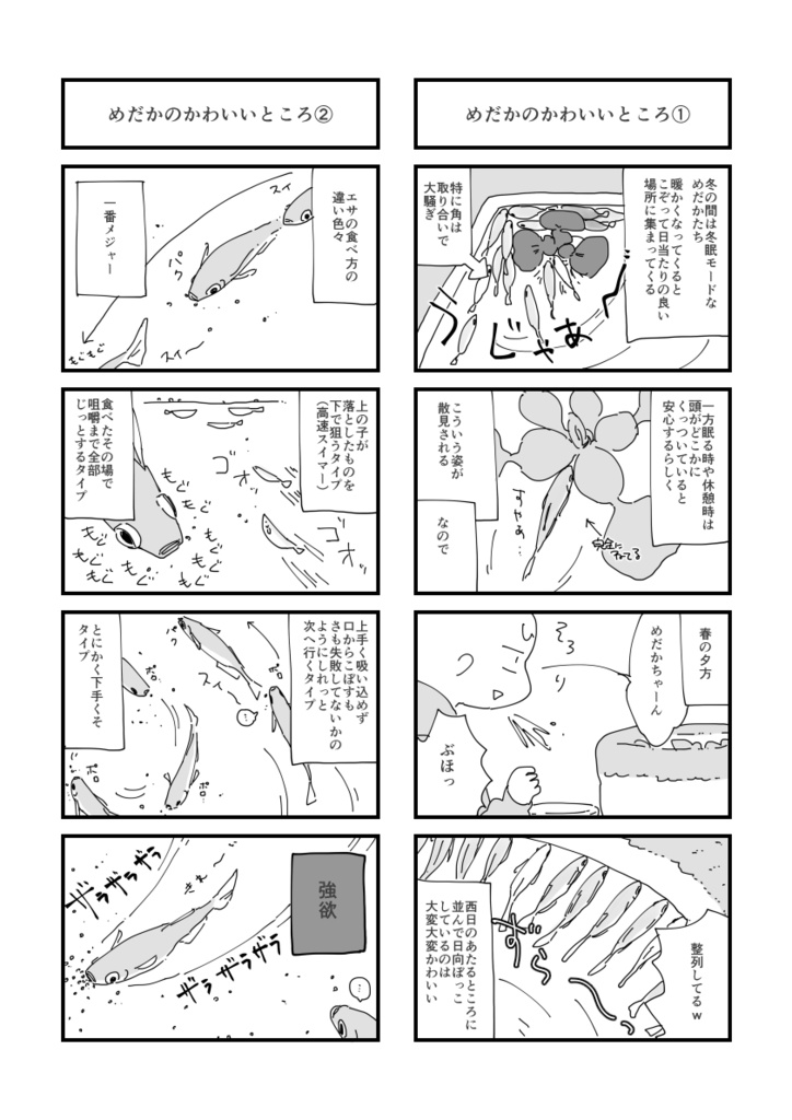 めだかを飼っています。