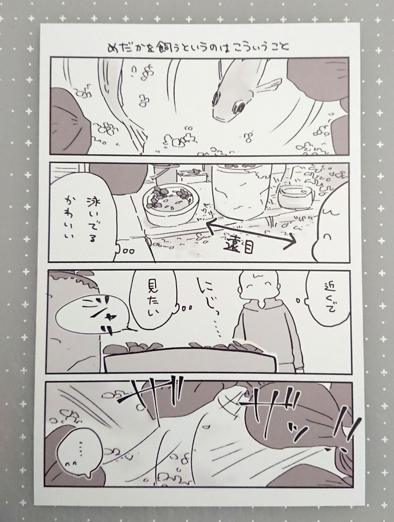 めだかを飼っています。フレークシール+めだかまんがポストカード