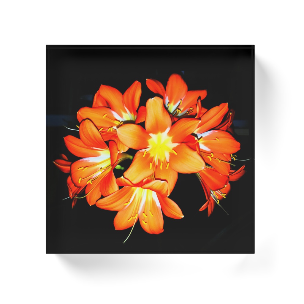 アクリルスタンド 君子蘭(原色)