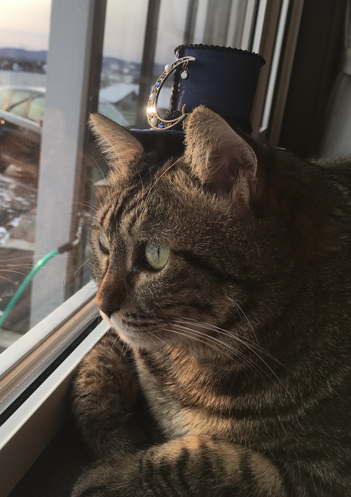 ミニハット(猫のタロットカード・月)