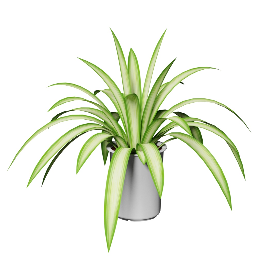 観葉植物 / Houseplant