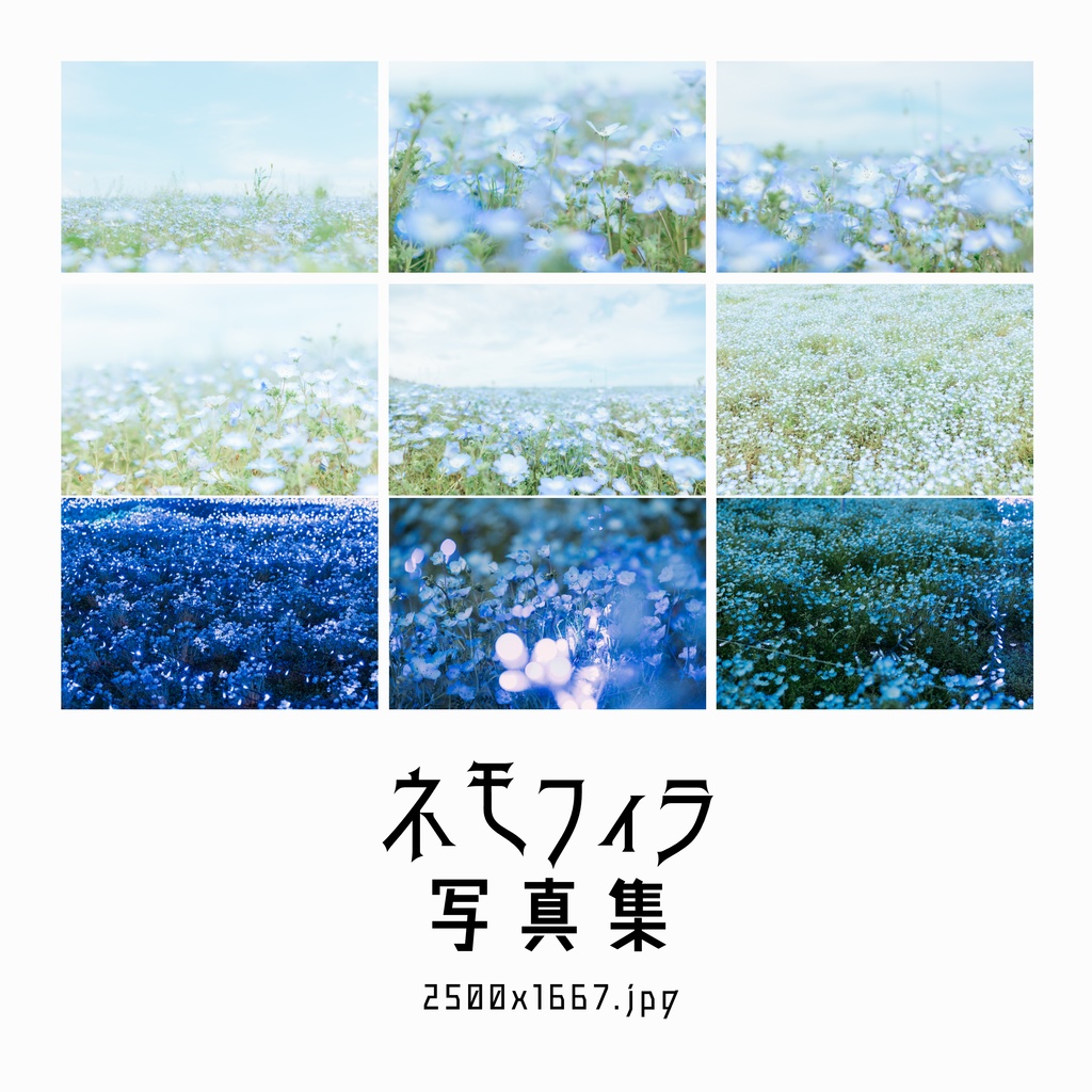 ネモフィラ写真集