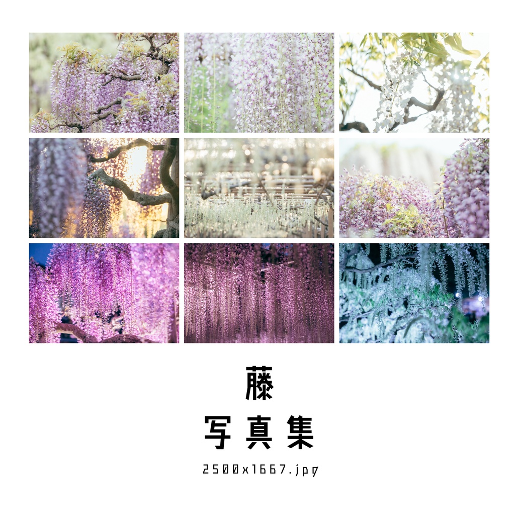 藤（ふじ）写真集