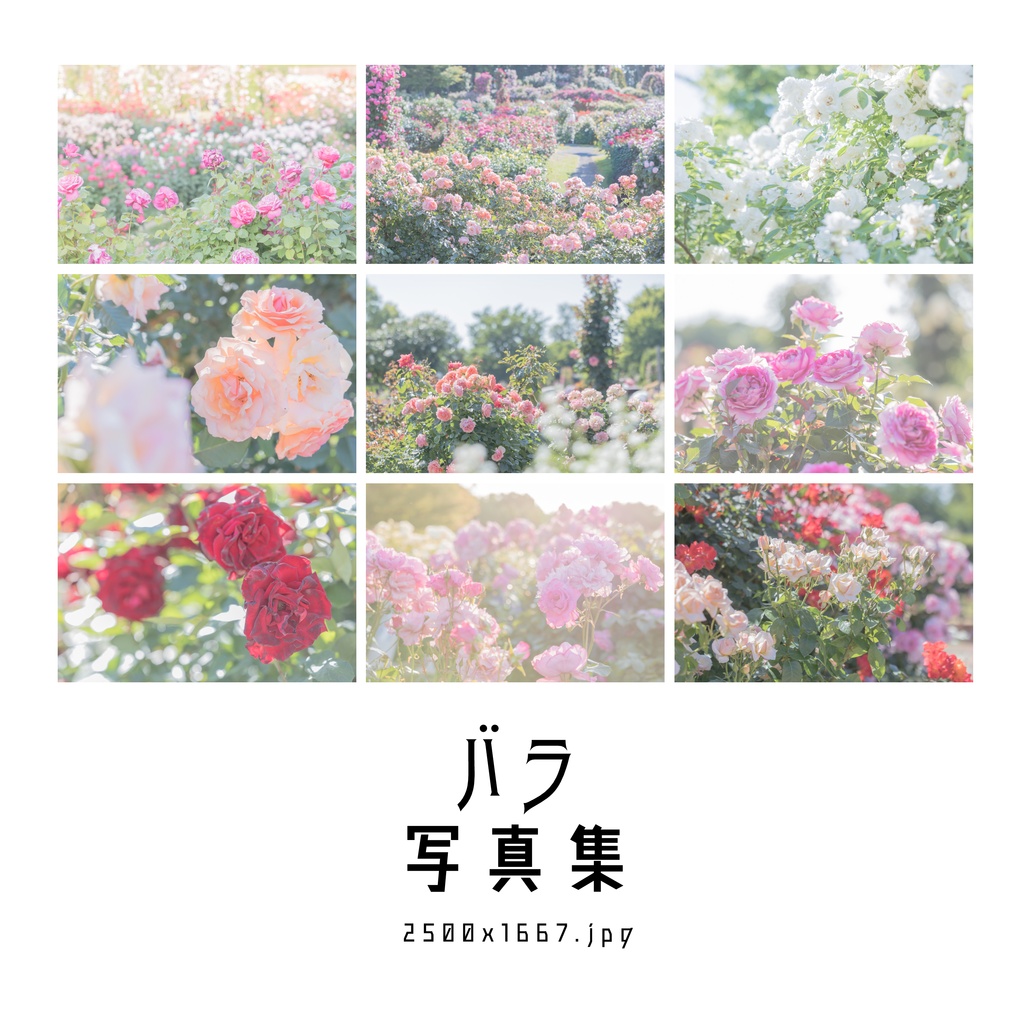 バラ写真集